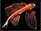  swordfisher