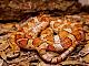   corn snake