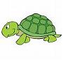   Turtle7