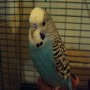   Budgie Lover