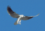   falcon2008