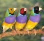   Gouldian Finch